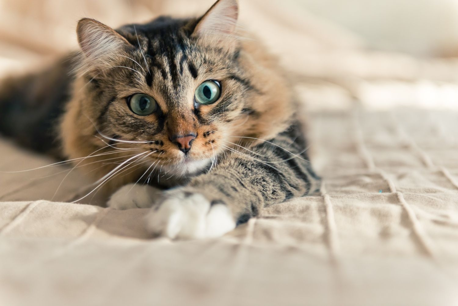 Katze Katze