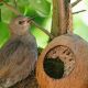Pfiffikus Coco-Tropic Kokosnuss mit 3 Löchern Wildvogelfutter