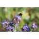 Phacelia Saat Gründünger 500g