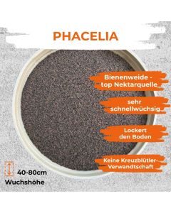 Phacelia Gründünger (Bienenfreund) – schnellwüchsige, hervorragende Bienenweide mit lockernder Bodenwirkung, ideal in der Fruchtfolge da keine Verwandtschaft zu Kreuzblütlern, Wuchshöhe 30–70 cm