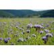 Phacelia Saat Gründünger 1kg