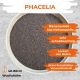Phacelia Saat Gründünger 1kg