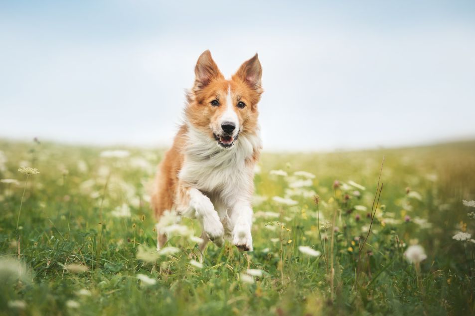 Hund Hund