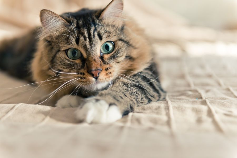Katze Katze
