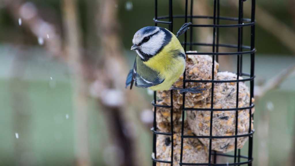 Futterstation wildvögel